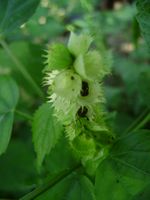 Acalypha ornata fl9-t.JPG